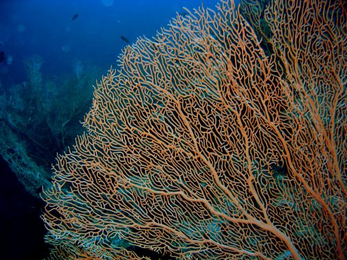 Gorgonian Coral