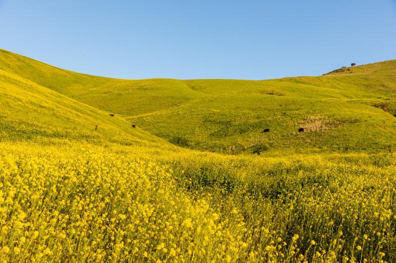 Flower Field