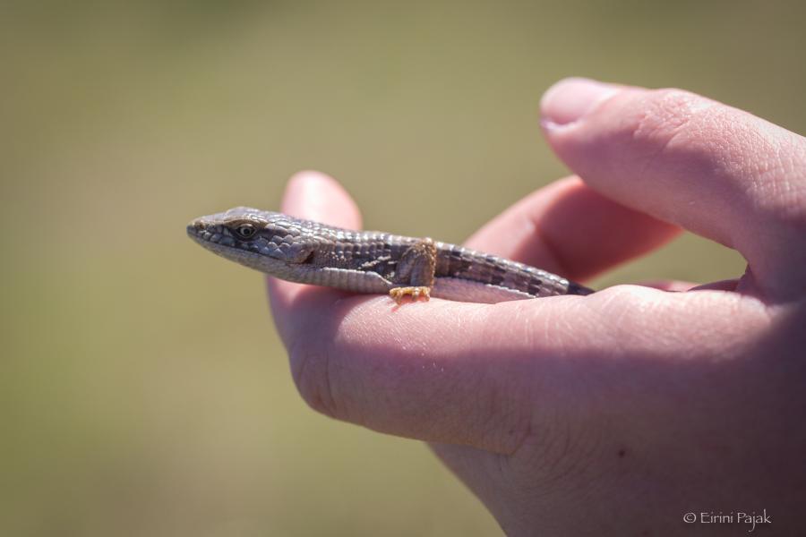 Alligator Lizard