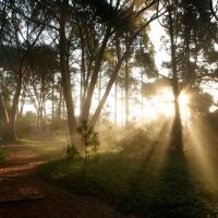 sun shining through westmont campus forest
